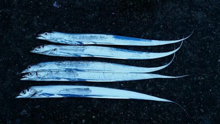 雨後は若干状況の変化あり。でも時合に5匹ゲット。